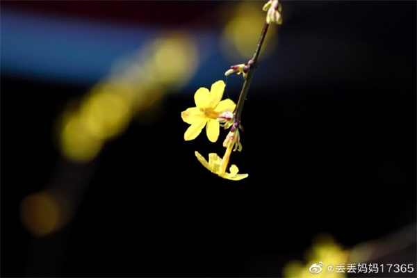 【图说淮南】——盛开的迎春花 