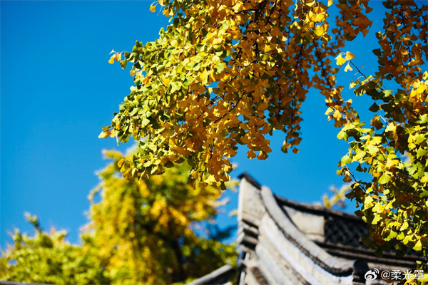 【图说淮南】——鸭脚当年自一时，瓦盆雕砌影毰毸  