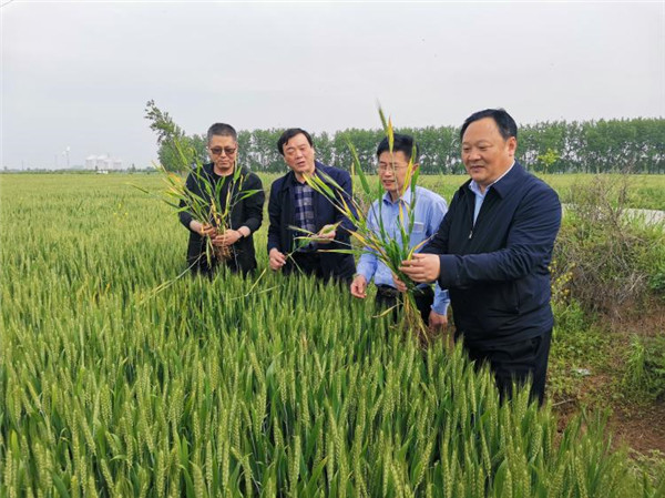 淮南市农业农村局李艳景局长调研小麦病虫害防治工作