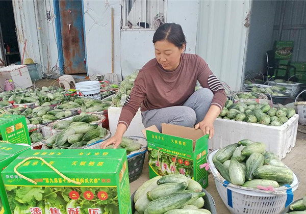 淮南市潘集区依托酥瓜产业实现乡村振兴