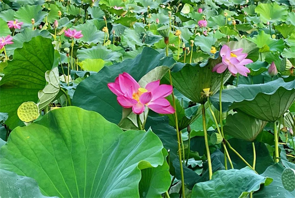 【图说淮南】——满庭芳•焦岗湖上莲花