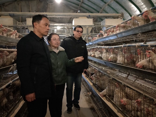 淮南市区作家协会组织参观淮南麻黄鸡养殖基地