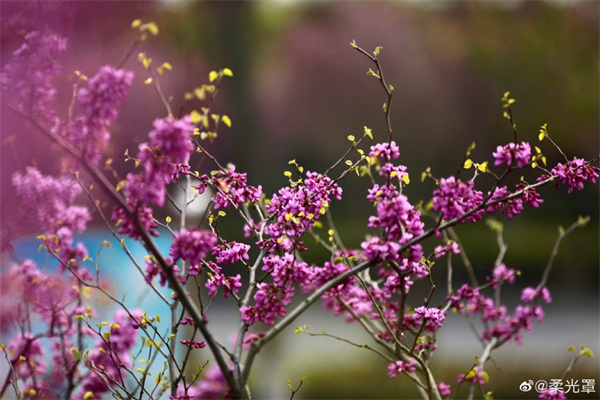 【图说淮南】—— 百花齐放的花园