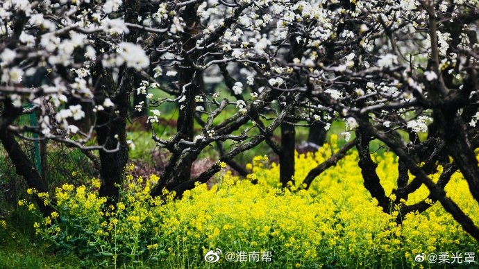 【图说淮南】——淮南春天里的树景