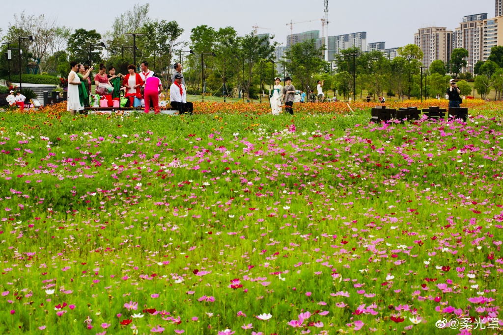 【图说淮南】——淮南的中央公园的花一定不能错过！