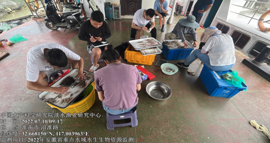 淮南市开展淮王鱼保护区资源监测采样工作