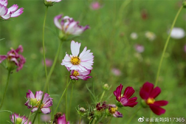 【图说淮南】——秋日下的花
