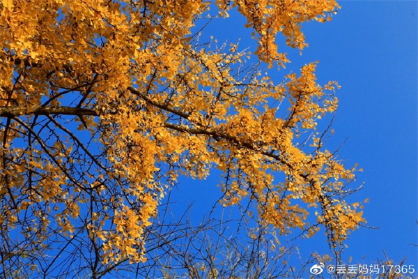 【图说淮南】——茅仙洞银杏景