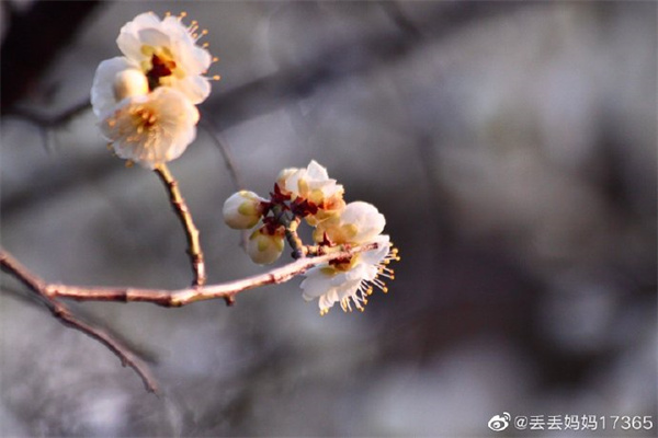 【图说淮南】——满园春色梅香溢， 又是一年赏梅时