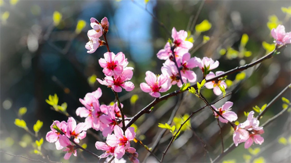 【图说淮南】——赏花、登高、​逛地质博物馆