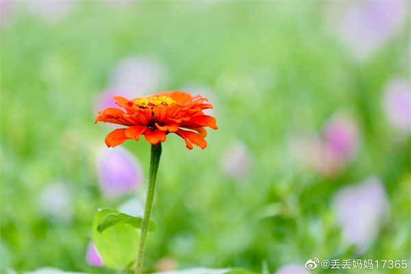 【图说淮南】——今日芒种，愿你“芒”有所获，“种”有所得