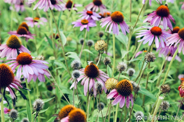 【图说淮南】——花开花谢皆风景