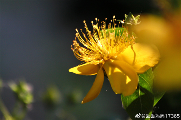 【图说淮南】——绚丽夏花