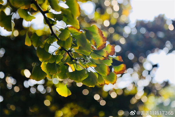 【图说淮南】——霜降水痕收